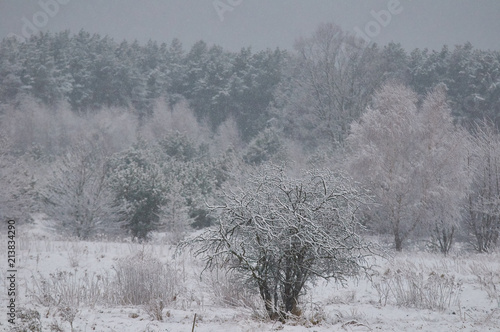 Drzewa i krzaki w śniegu