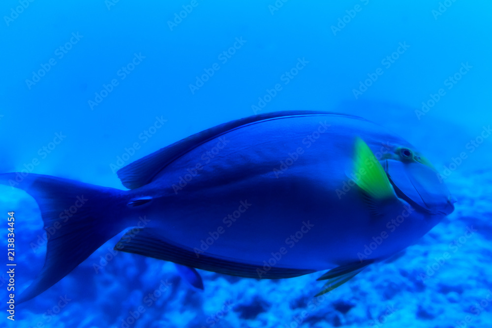 Fototapeta premium Fish