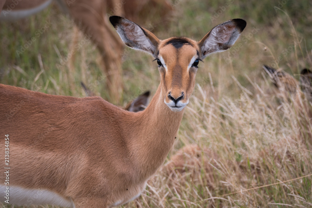 Female Impala Antelope in Kruger National Park, South Africa