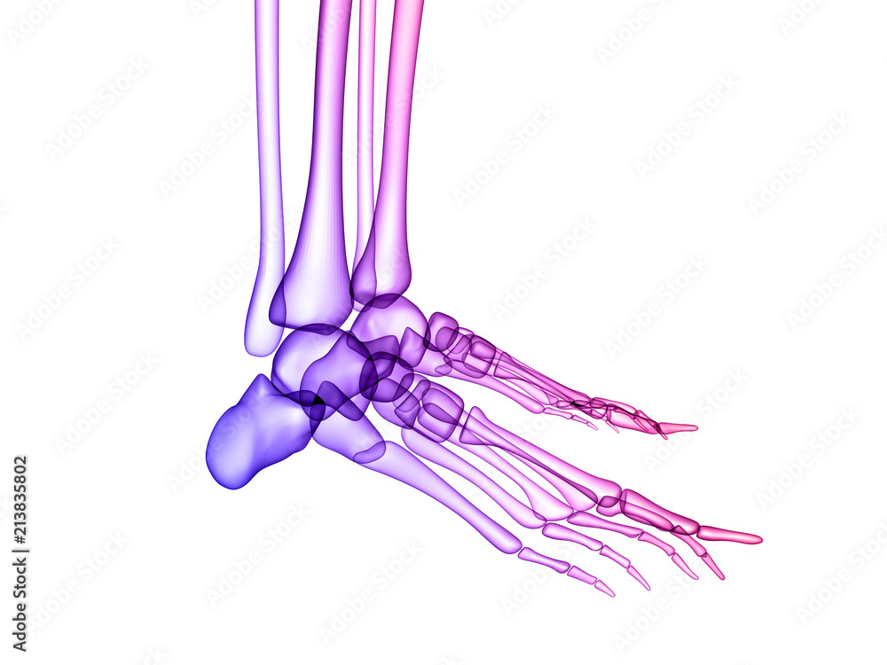 Fototapeta premium X RAY SKELETON 3D RENDER