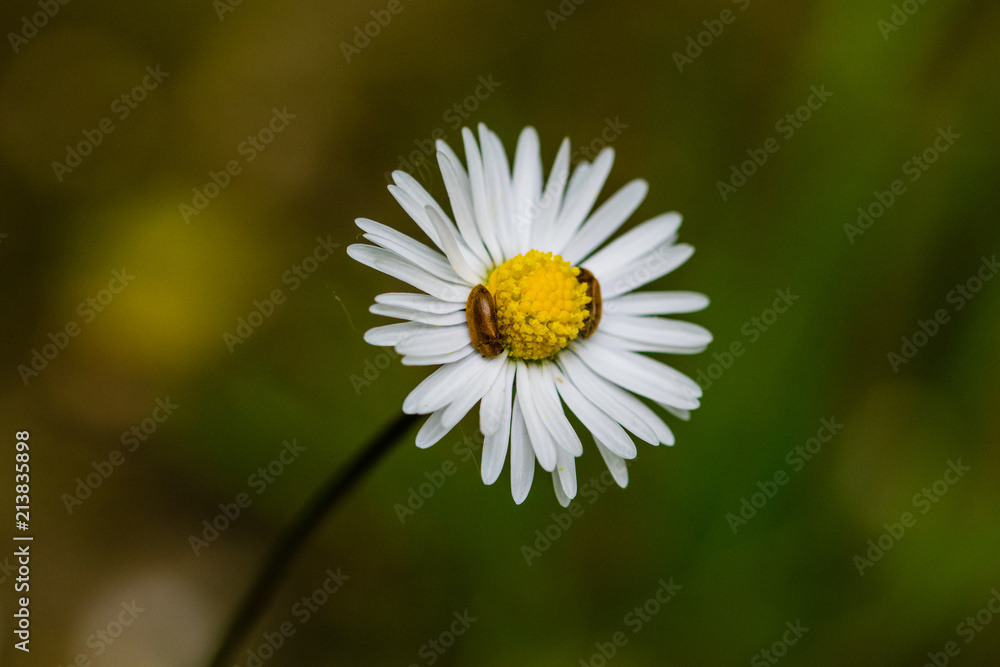 Small bugs on the yellow centre part of a daisy wild flower Small bugs on the yellow centre part of a daisy wild flower