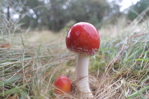 Mushroom