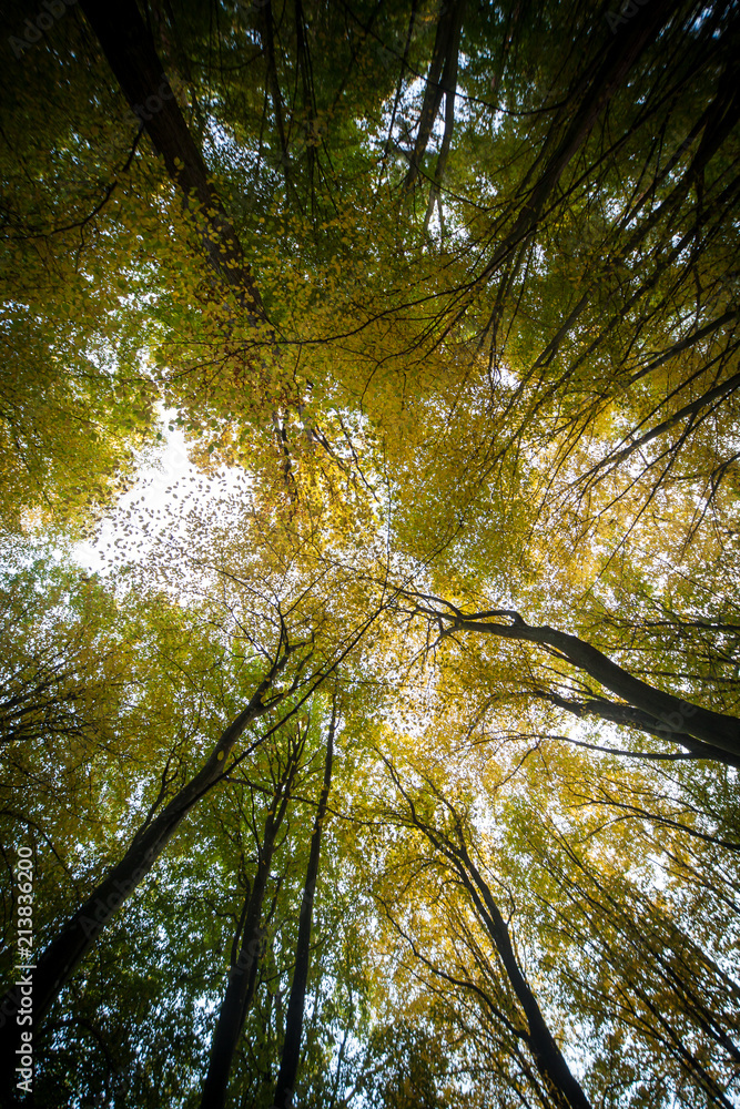 Look up!