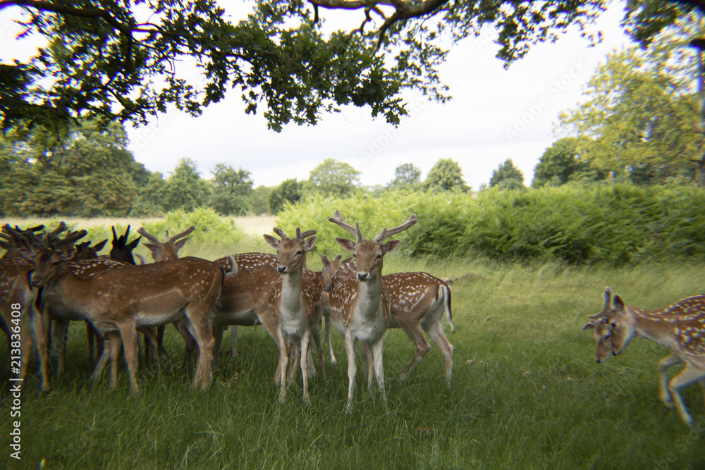 Naklejka premium Deer in the Grass