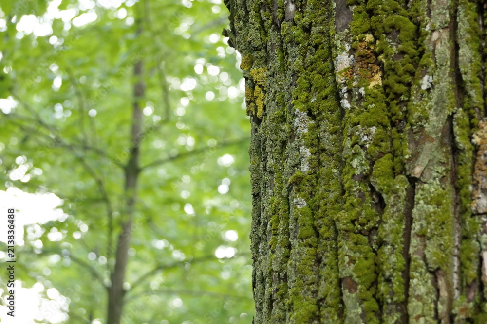 of poplar bark texture background with moss green color green tree in the background of poplar bark texture background with moss green color green tree in the background
