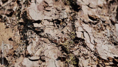 Wallpaper Mural pine bark close-up Torontodigital.ca