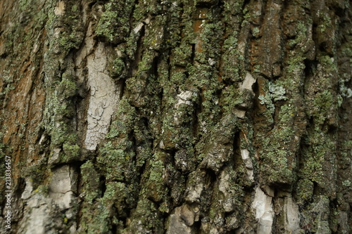 of poplar bark texture background with moss green color