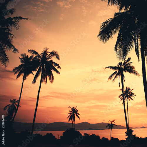 coconut palm trees © alexngm
