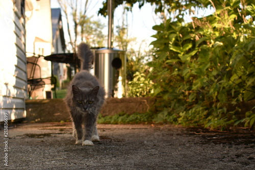 Walking Cat