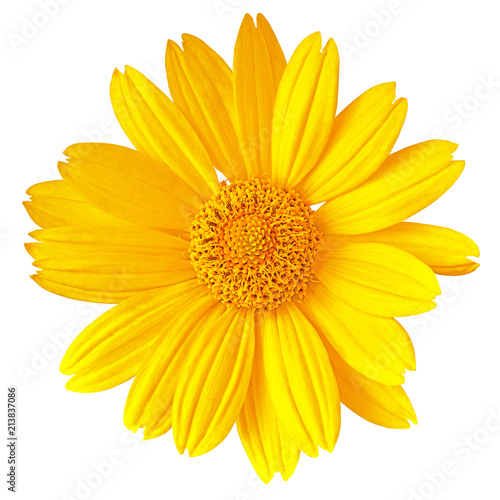 yellow flower isolated on white background. Flower bud close up.  Element of design.