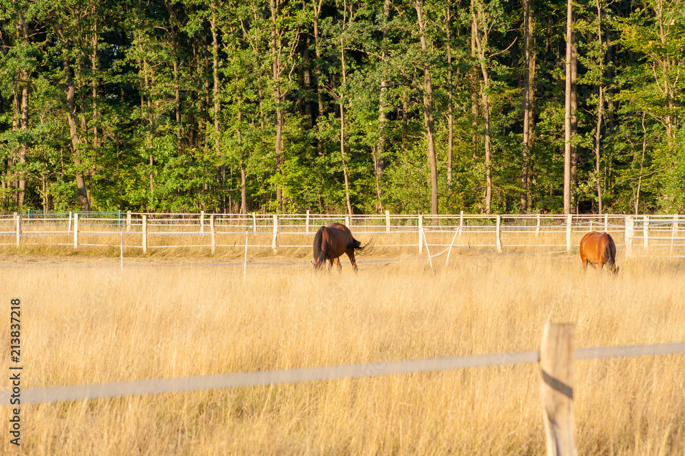 Fototapeta premium Two brown horses standing on a yellow meadow and eating grass. A beautiful landscape with animals in Germany.
