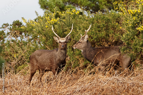Two Sika Deer Side View