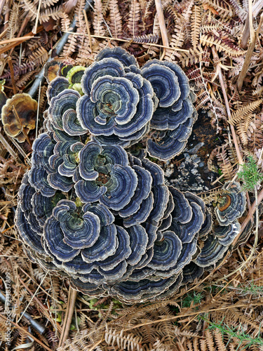 Turkey Tail Fungus