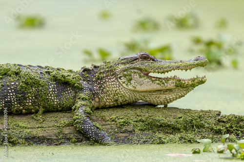 Alligator in Lake Martin