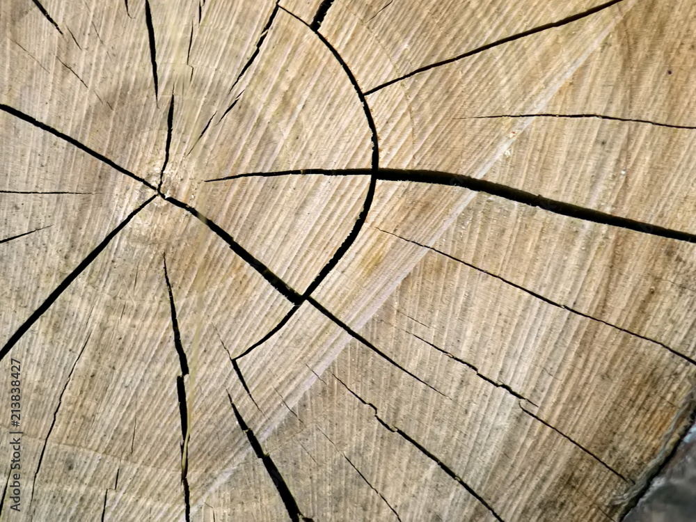 Fototapeta premium The texture of the cut tree.
