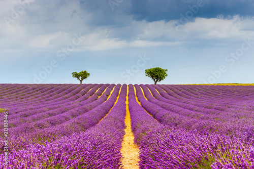 Fototapeta Naklejka Na Ścianę i Meble -  Champ de lavande à Valensole en Provence, France
