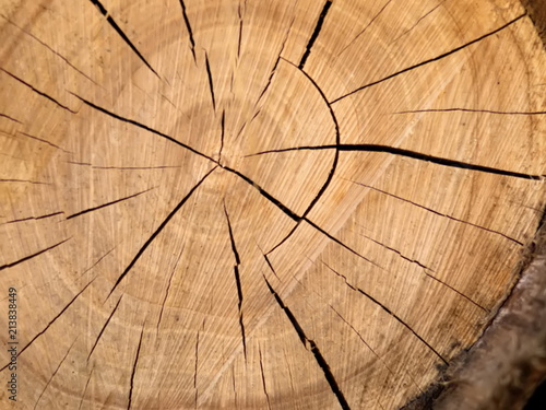 The texture of the cut tree.