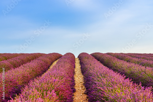 Fototapeta Naklejka Na Ścianę i Meble -  Champ de lavande à Valensole en Provence, France