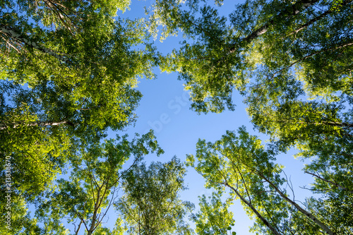 Fotografi Trees and blue sky in the forest. Bottom view.