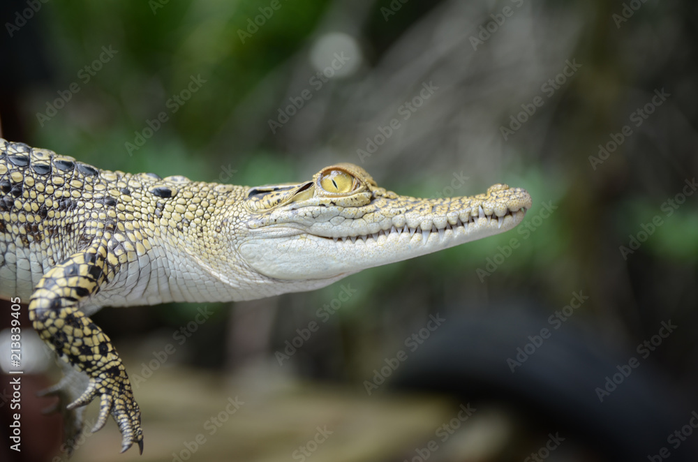 Fototapeta premium Small crocodile close-up. Jungle of Sri Lanka
