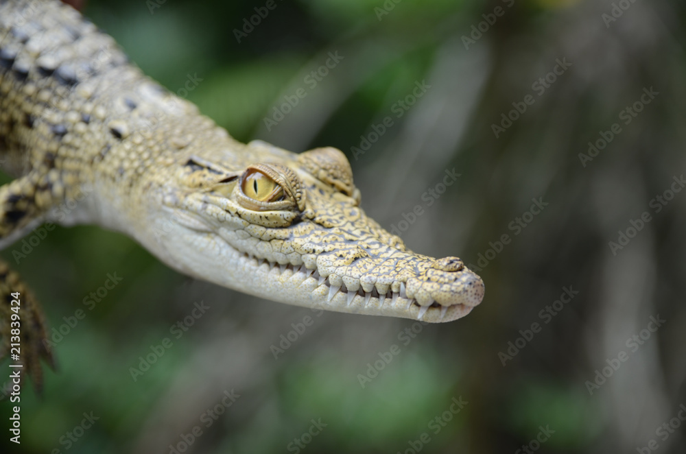 Fototapeta premium Mały krokodyl z bliska. Dżungla Sri Lanki