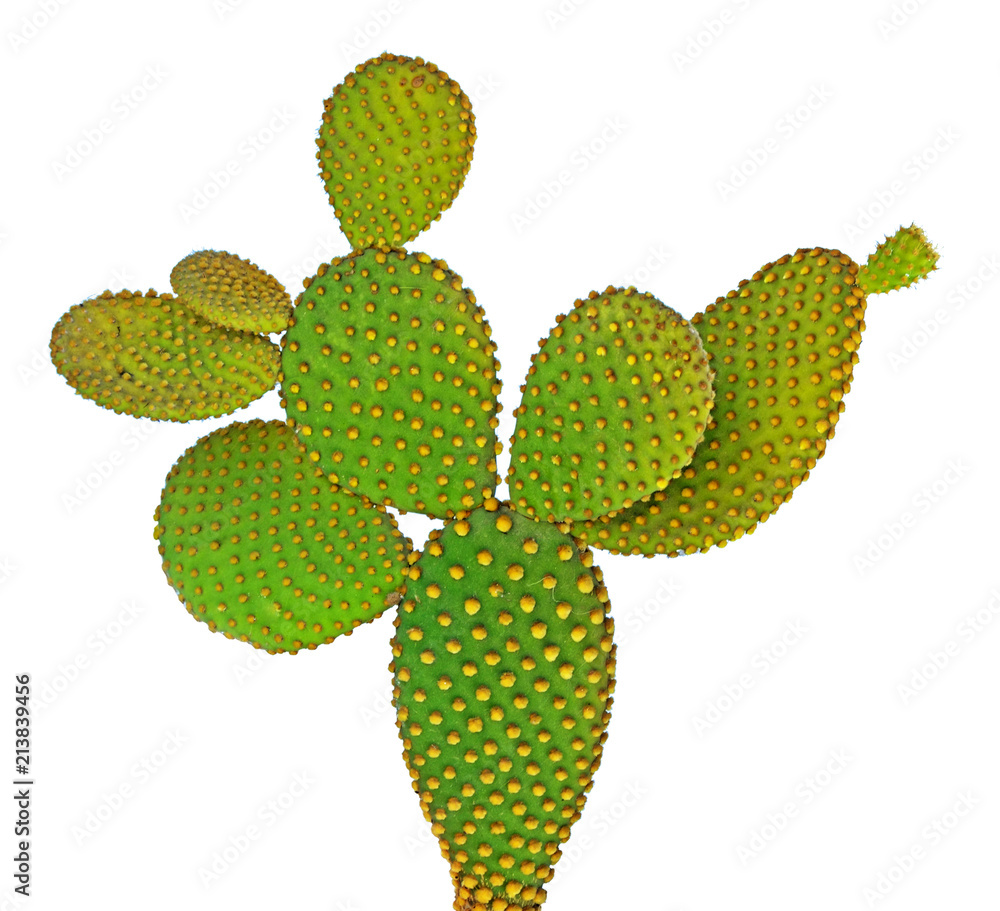 Opuntia cactus isolated on white background Opuntia cactus isolated on white background