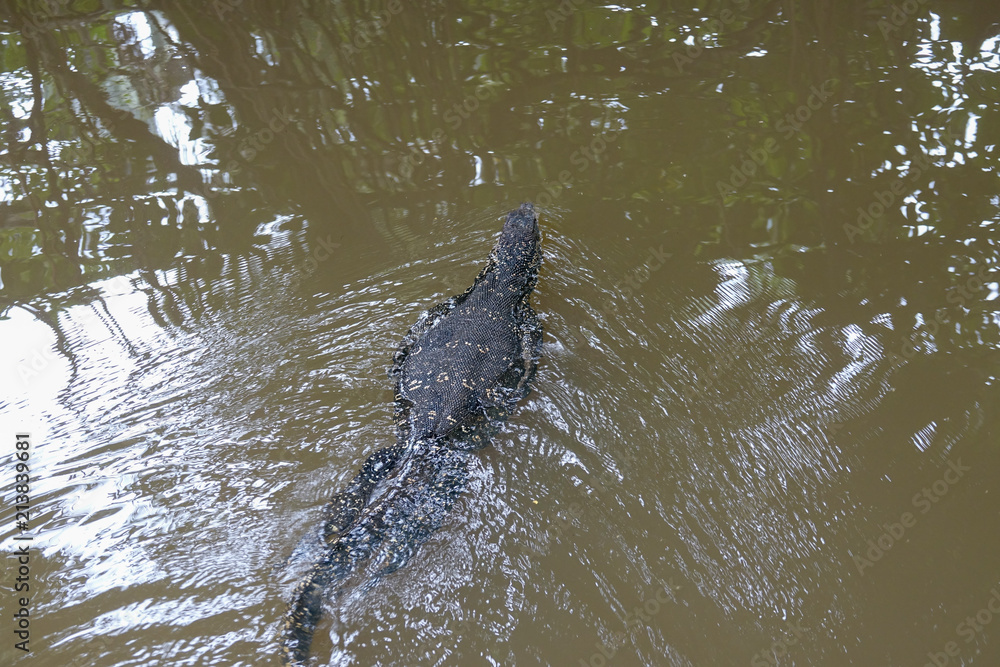 Varan floating in the river. Tropical jungle of Sri Lanka Varan floating in the river. Tropical jungle of Sri Lanka