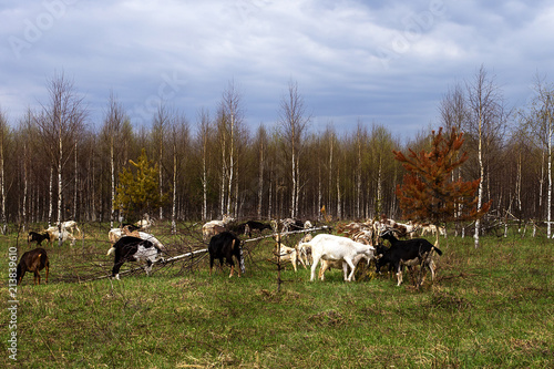 farm, a herd of goats grazing in a meadow