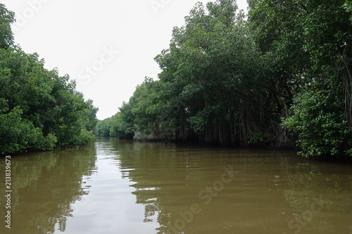 Mangrove forests along the river in Sri Lanka