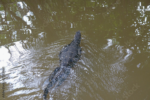 Varan floating in the river. Tropical jungle of Sri Lanka