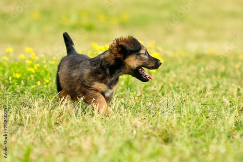 Cute, small, young, brown and black puppy dog of mixed breed, dachshund and shepherd dog, standing on green grass with yellow flowers exploring life, open mouth, looking happy