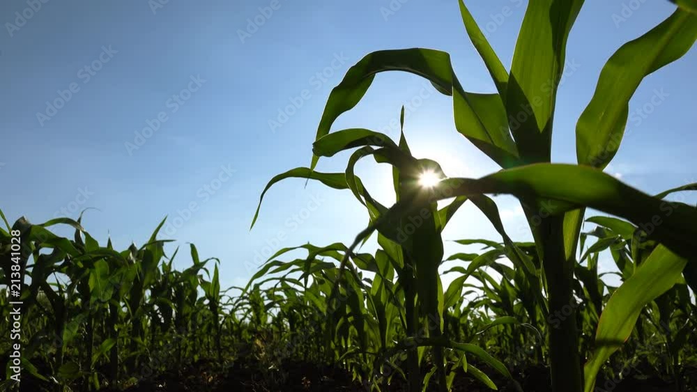 Sunlight shines through corn crop leaves, low angle view Sunlight shines through corn crop leaves, low angle view
