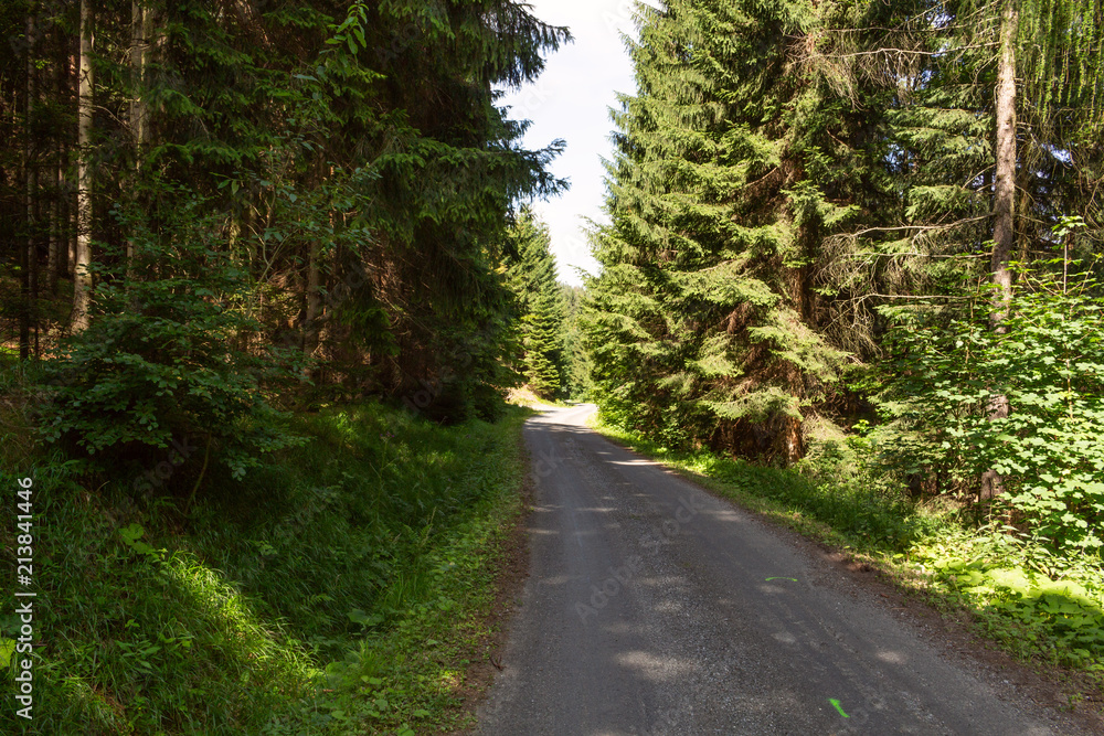Naklejka premium Cycling in Nature Forest on a rainy day. Road in Forest nature. Green forest road. Nature. Road. Natural environment.