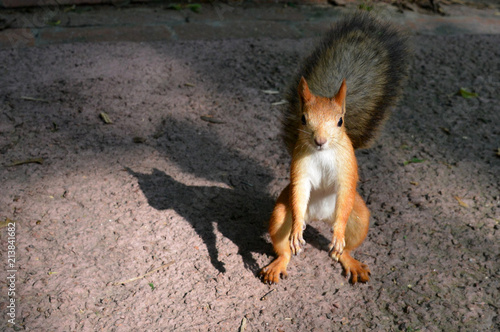 A squirrel in a Moscow Park, July 2018