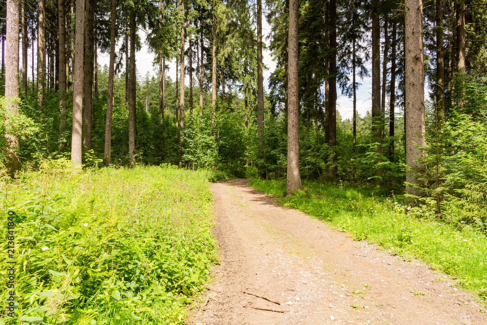 Fototapeta premium Cycling in Nature Forest on a rainy day. Road in Forest nature. Green forest road. Nature. Road. Natural environment.