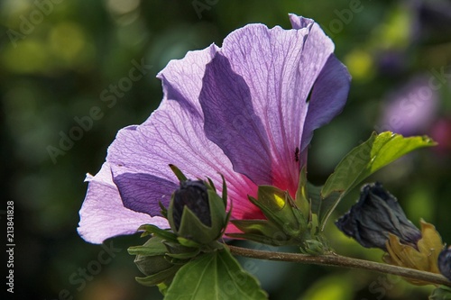 violetter Hibiskus in der Abendsonne photo