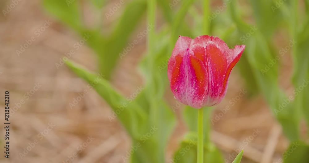 Beautiful Red Tulips Blooming On Field Beautiful Red Tulips Blooming On Field