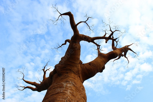 BAOBAB CONTRO IL CIELO photo