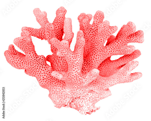 Tableau sur toile coral isolated on white background