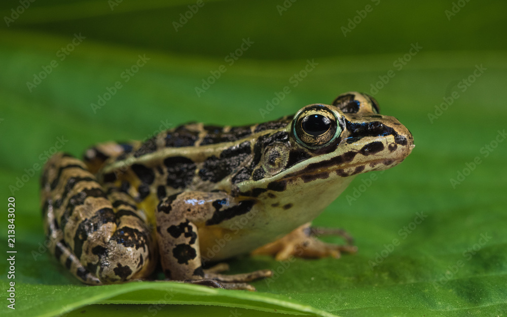 A frog is siiting on a green leave A frog is siiting on a green leave