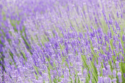 Sunset over purple flowers of lavender. Closeup of violet flowers. Provence region of france.