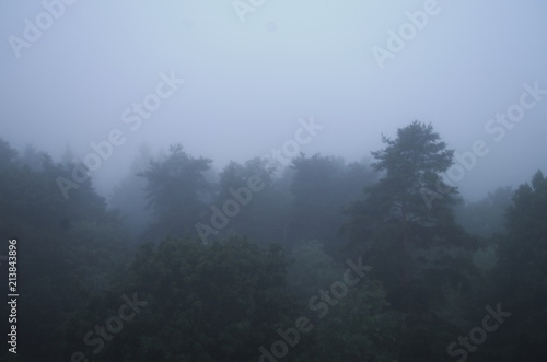 Foggy night, trees