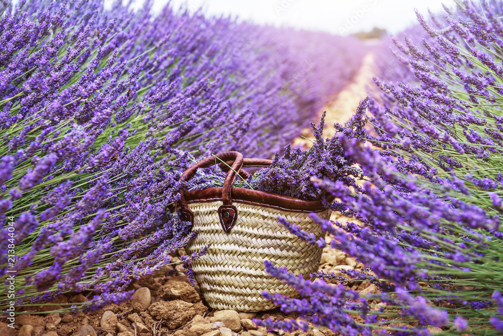 Fototapeta premium Kosze z lawendą w polu