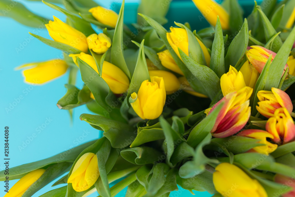 Obraz premium Close-up picture of tulips on blue background