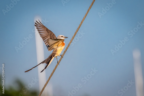 Scissor-tailed Flycatcher (Tyrannus forficatus) perched on a wire photo