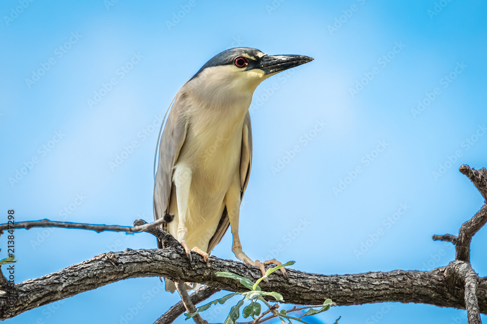 Black Crowned Night Heron (Nycticorax nycticorax) perched in a tree Black Crowned Night Heron (Nycticorax nycticorax) perched in a tree