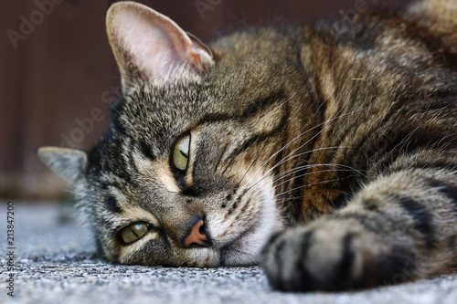 Eine müde Katze liegt entspannt auf dem Boden