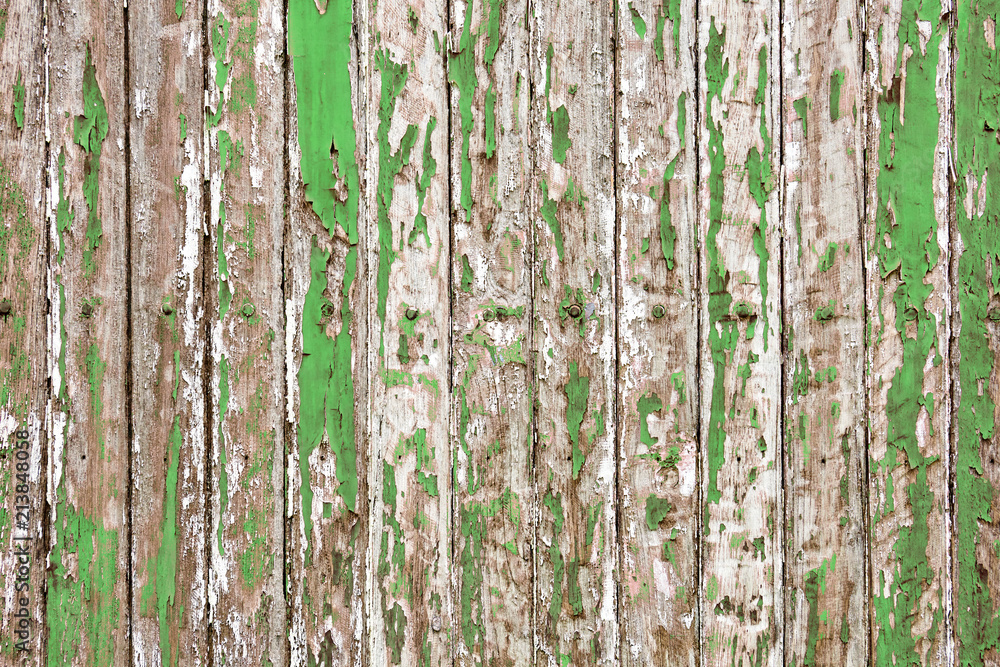 Obraz premium Old wooden wall painted with pale green color peeling revealed rustic texture