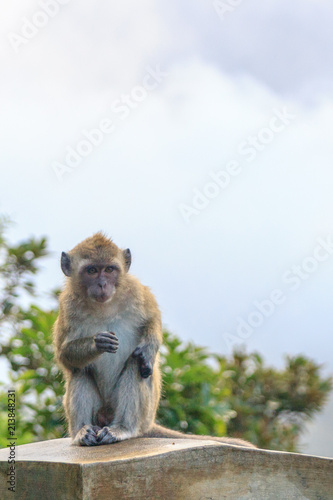 Macaque © Calin