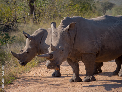 Rhino group in Kruger National Park  South Africa